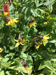 Senecio amplectens