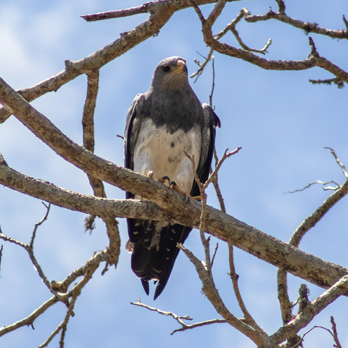 Black-chested Buzzard-Eagle