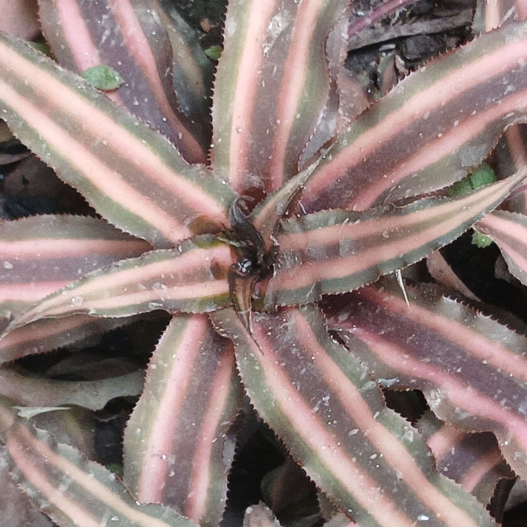 Foto de Bromelia estrela