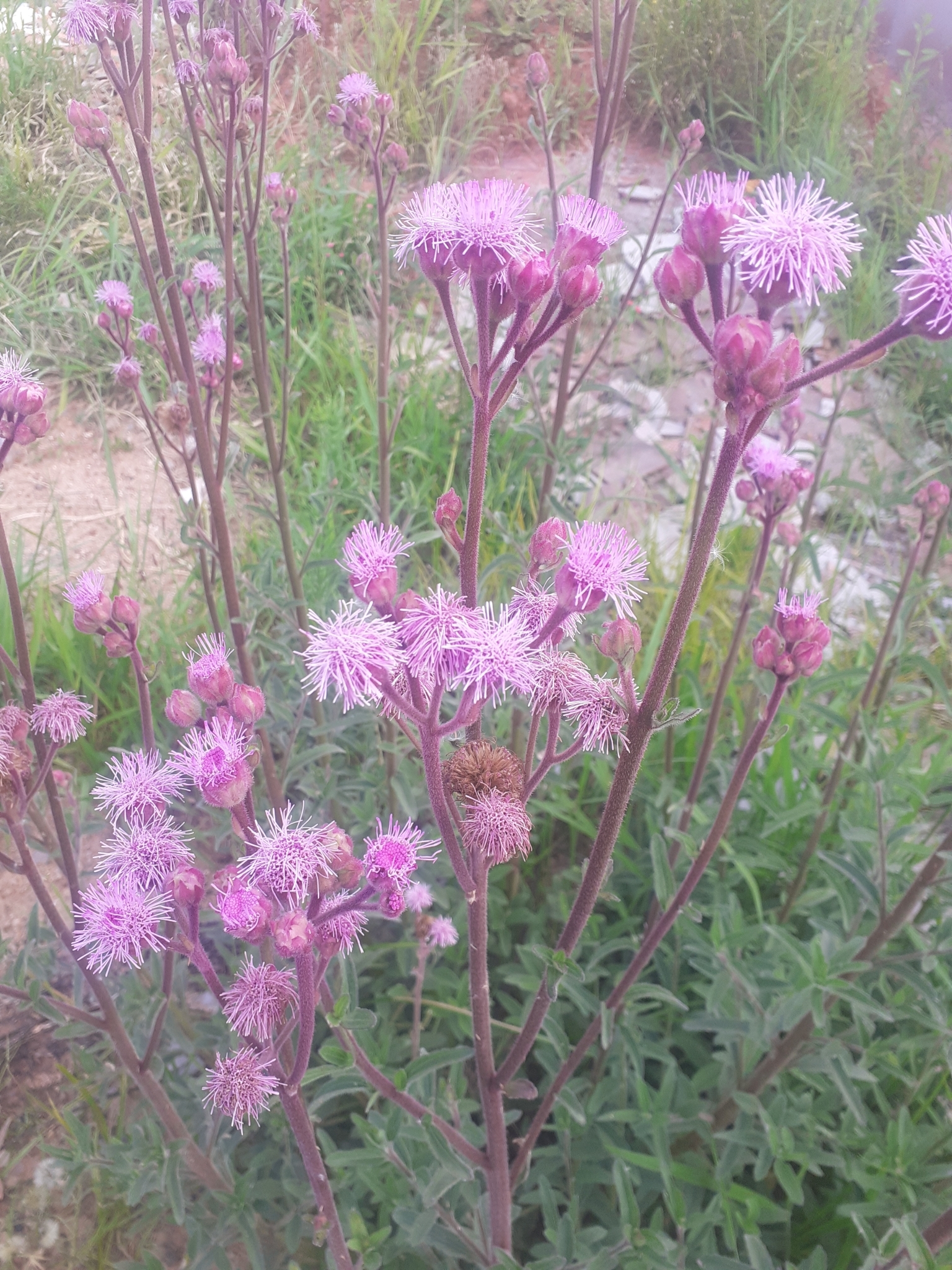 Campuloclinium macrocephalum