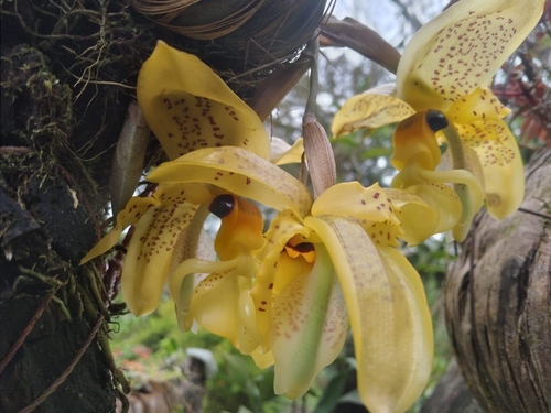 Foto de Orquídea Stanhopea