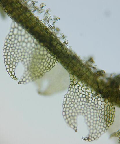 Fuscocephaloziopsis macrostachya (Kaal.) Váňa & L.Söderstr.