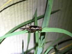 Neonemobius mormonius