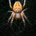 Cross Orbweaver - Photo (c) Thomas Barbin, some rights reserved (CC BY-NC), uploaded by Thomas Barbin