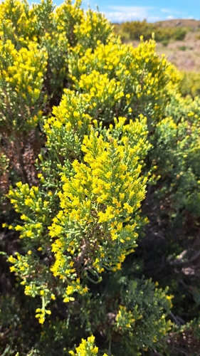 Image of Pine-scented daisy by (c) Matías, some rights reserved (CC BY)