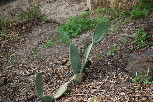 Avistamiento Chumbera (Opuntia ficus-indica)