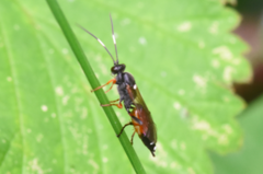 Exephanes ischioxanthus