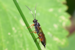 Exephanes ischioxanthus