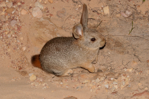 Hewitt's Red Rock Hare (Pronolagus saundersiae)