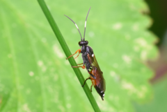 Exephanes ischioxanthus