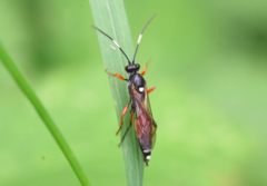 Exephanes ischioxanthus