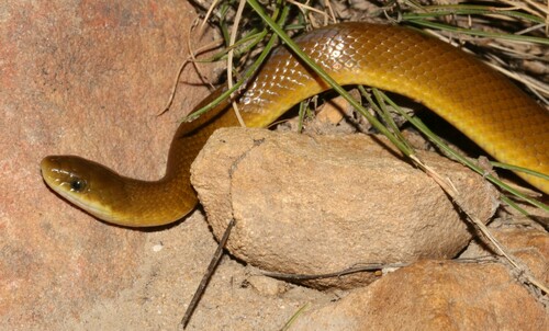 Yellow-bellied House Snake