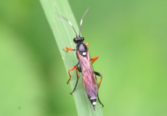 Exephanes ischioxanthus