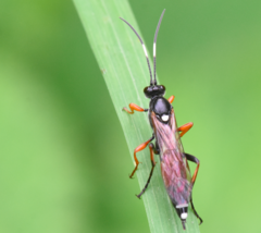 Exephanes ischioxanthus