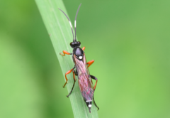 Exephanes ischioxanthus