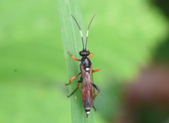 Exephanes ischioxanthus