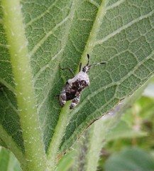 Merocoris