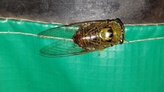 Dorisiana drewseni