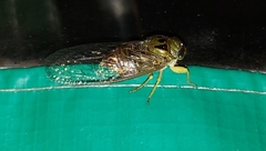 Dorisiana drewseni