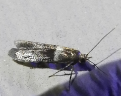 Moodna ostrinella