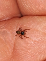 Maeota