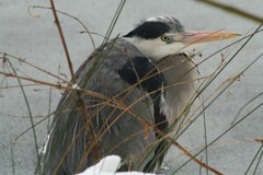 Ardea cinerea