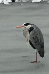 Ardea cinerea
