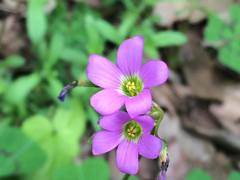 Oxalis tetraphylla