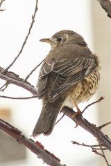 Turdus viscivorus