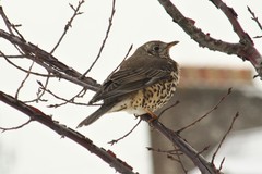 Turdus viscivorus