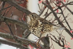 Turdus viscivorus