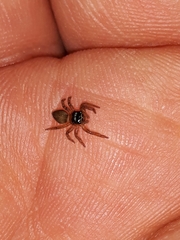 Maeota