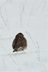 Emberiza schoeniclus