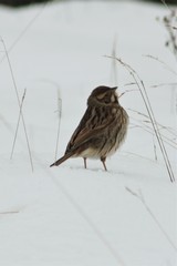 Emberiza schoeniclus