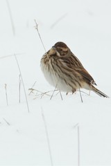 Emberiza schoeniclus