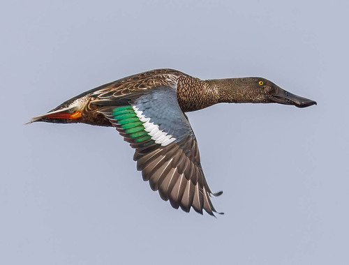 Canard souchet