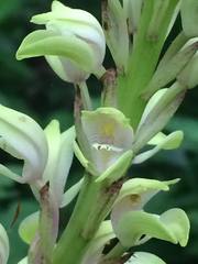Govenia liliacea