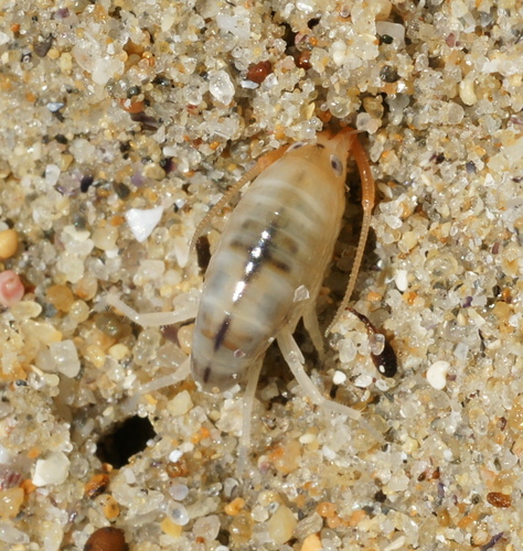 Pulce di sabbia atlantica