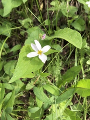 Viola canadensis scopulorum