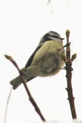 Cyanistes caeruleus