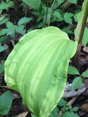 Govenia liliacea