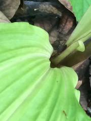 Govenia liliacea