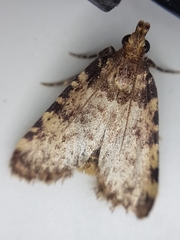 Aglossa