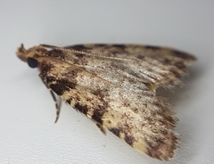Aglossa