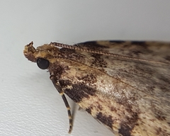 Aglossa
