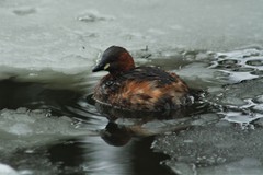 Tachybaptus ruficollis