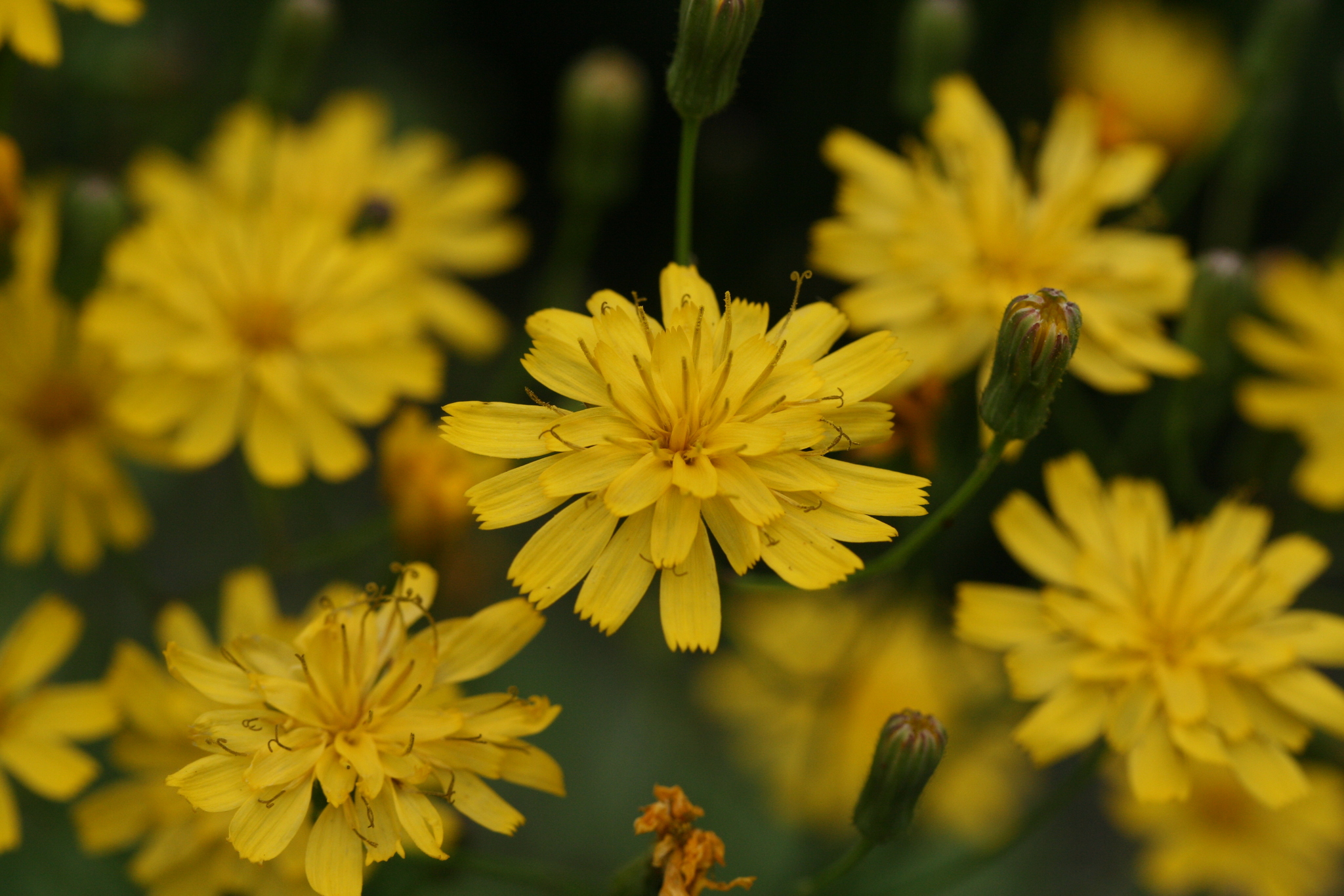 Hieracium venosum