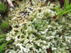 Cladonia strepsilis