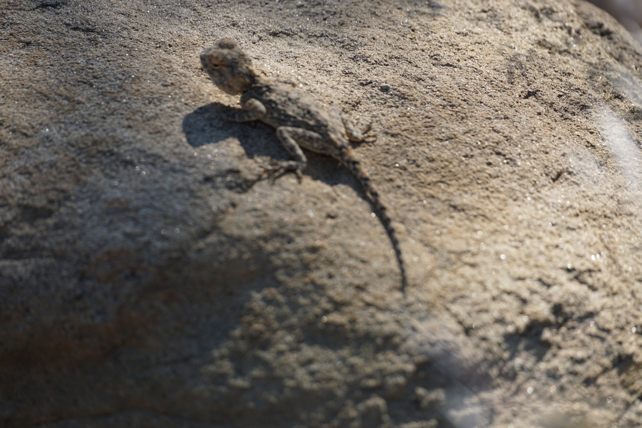 Agama anchietae Bocage, 1896