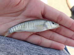 Fundulus similis